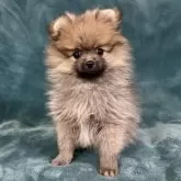 ポメラニアン【静岡県・男の子・2025年3月20日・オレンジ】の写真1「優しい表情を見せます可愛い男の子🩷」