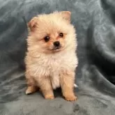 ポメラニアン【静岡県・女の子・2025年3月13日・オレンジ】の写真4「ちゃんと躾けも出来てます」