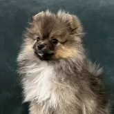 ポメラニアン【静岡県・男の子・2024年10月29日・オレンジ】の写真3「コロコロボディ、しまった胴がポメラニアンらしいです」