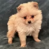 ポメラニアン【静岡県・女の子・2025年3月13日・オレンジ】の写真5