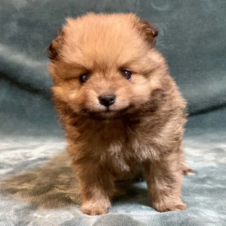 ID:2305-02751の子犬