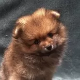 ポメラニアン【静岡県・男の子・2024年7月21日・オレンジセーブル】の写真3