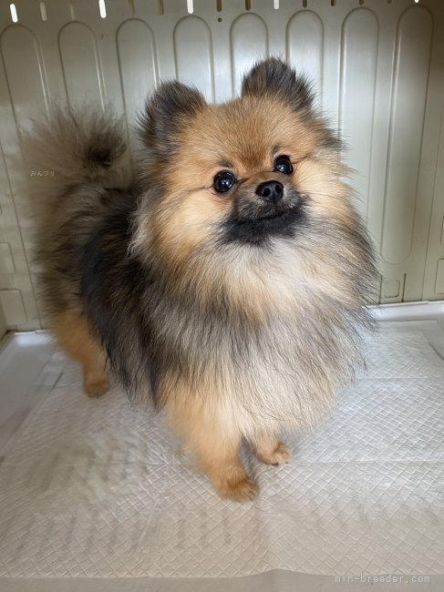 お父さん犬のらきくんです！｜風岡　優海(かざおか　ゆうみ)ブリーダー(愛知県・ポメラニアン・JKC登録)の紹介写真3