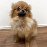 ポメラニアン