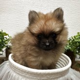 ポメラニアン
