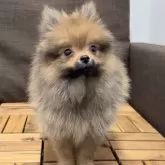 ポメラニアン