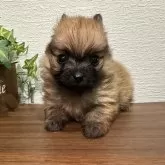 ポメラニアン