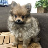 ポメラニアン