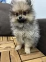 ポメラニアン【愛知県・女の子・2025年1月26日・ウルフセーブル】の写真7