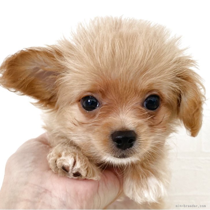 チワプー(トイプードル×チワワ)【静岡県・男の子・2025年5月20日