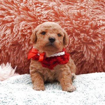 トイプードル(タイニー)【東京都・男の子・2025年12月6日・オレンジフォーン】の写真「幸せを運ぶ！元気の良い男の子です(^_-)-☆」