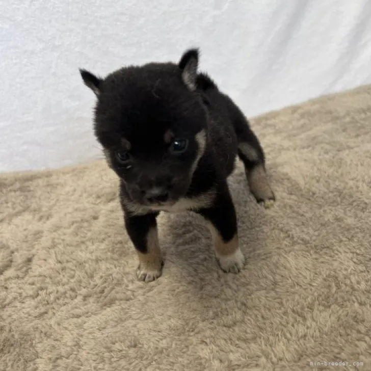 ID:2306-01086の子犬