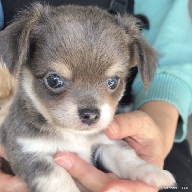 チワワの子犬｜磯川　俊光(いそかわ　としみつ)ブリーダー(岐阜県・ボーダーコリーなど・JKC登録)の紹介写真5