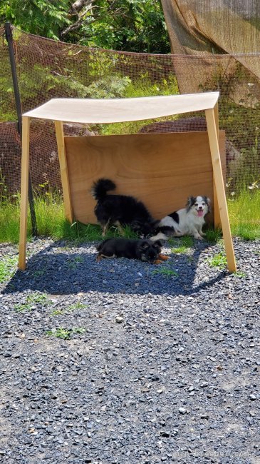 小型犬用ドッグラン｜磯川　俊光(いそかわ　としみつ)ブリーダー(岐阜県・ボーダーコリーなど・JKC登録)の紹介写真7