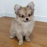 ポメチワ(ポメラニアン×チワワ)【岐阜県・女の子・2025年7月11日・フォーン】の写真12