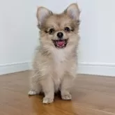 ポメチワ(ポメラニアン×チワワ)【岐阜県・女の子・2025年7月11日・フォーン】の写真14