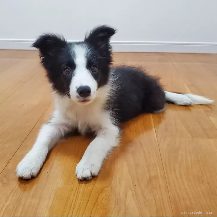 ID:2409-01109の子犬
