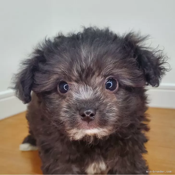 T.K 様のお迎えした子犬
