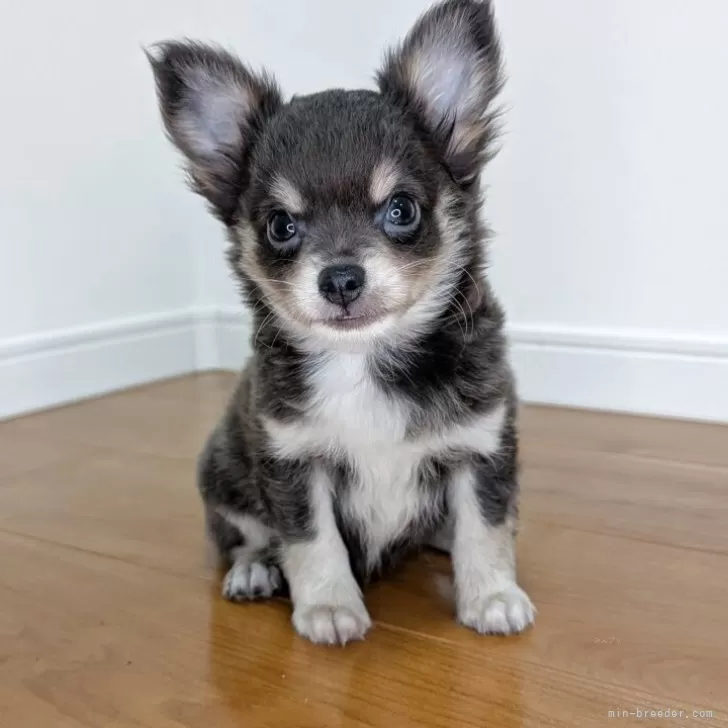 ID：2506-03543の子犬