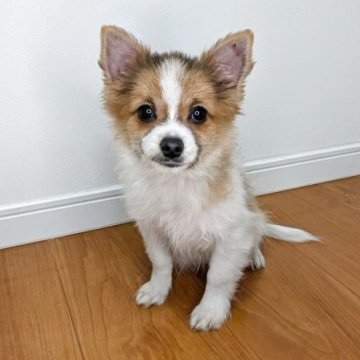 ポメチワ(チワワ×ポメラニアン)【岐阜県・男の子・2025年8月1日・セーブル&ホワイト】の写真「6種混合ワクチン接種2回と狂犬病予防ワクチン接種済」