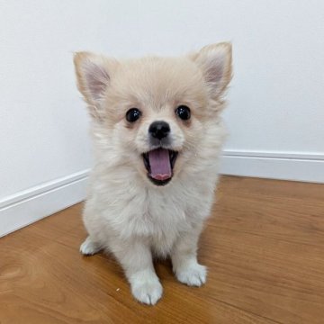 ポメチワ(チワワ×ポメラニアン)【岐阜県・女の子・2025年8月1日・クリーム&ホワイト】の写真「モフモフおっとり系の女の子🎀」