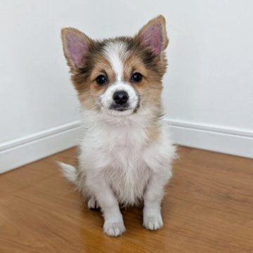 ポメチワ(チワワ×ポメラニアン)【岐阜県・男の子・2025年8月1日・セーブル&ホワイト】の写真「ワクチン接種2回済み！とっても元気なイケメン君！」