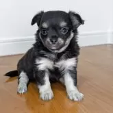 チワワ(ロング)