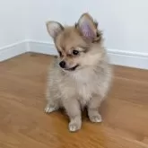 ポメチワ(ポメラニアン×チワワ)【岐阜県・女の子・2025年7月11日・フォーン】の写真6
