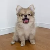 ポメチワ(ポメラニアン×チワワ)【岐阜県・女の子・2025年7月11日・フォーン】の写真9