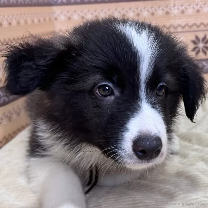 ID:2408-00721の子犬