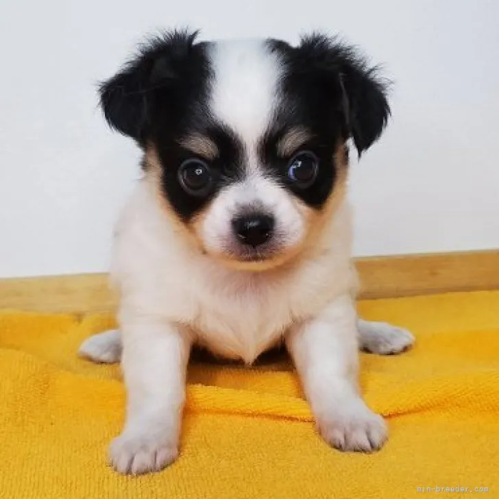 ID:2309-04380の子犬