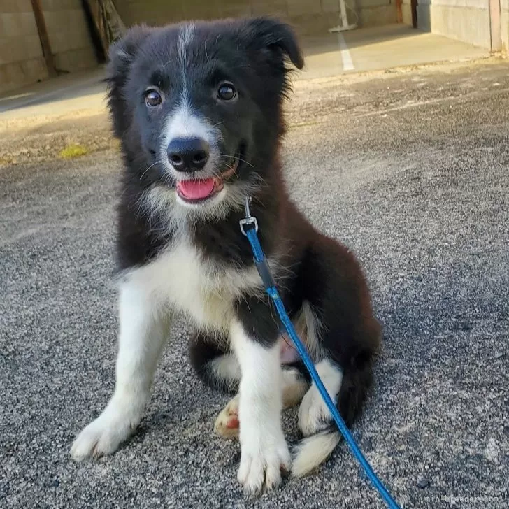 C.K 様のお迎えした子犬