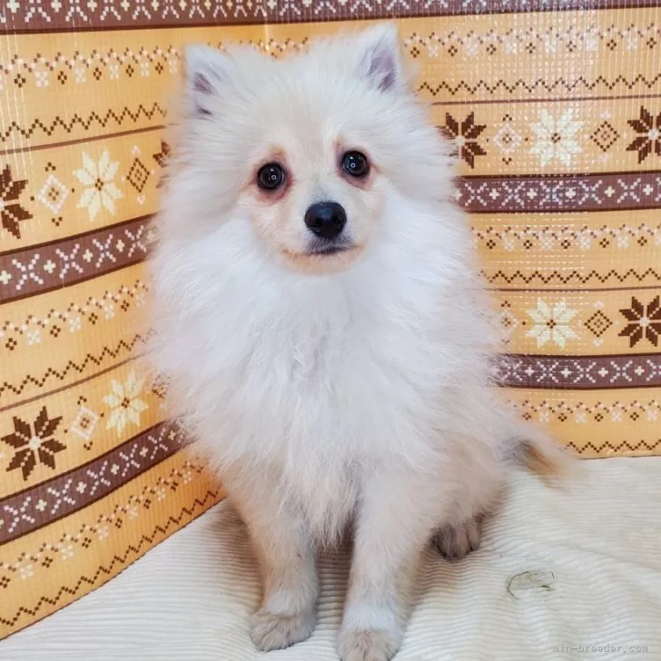 きょん 様のお迎えした子犬