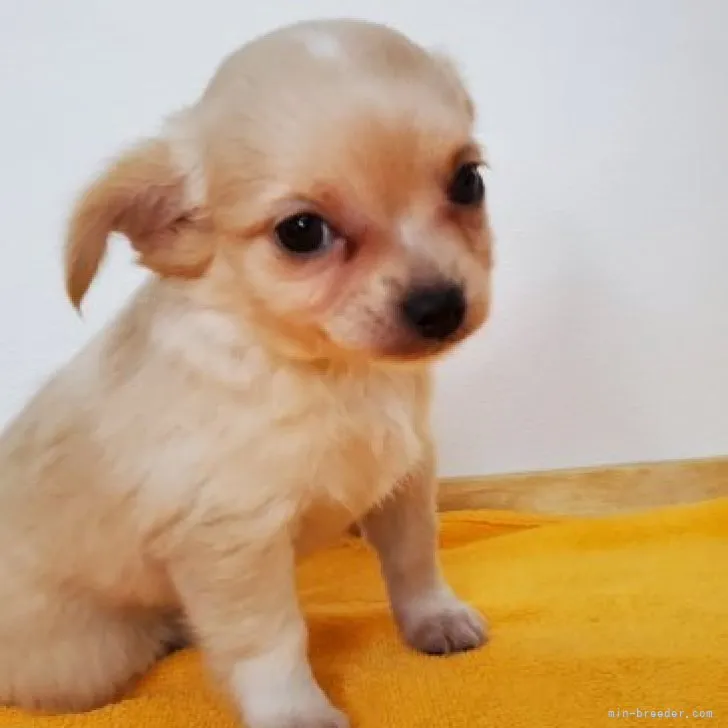 ID:2309-04377の子犬