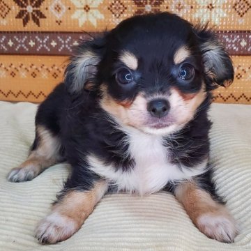 チワワ(ロング)【岐阜県・男の子・2024年4月19日・ブラックタン&ホワイト】の写真「クール&プリティー犬」