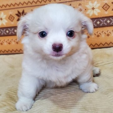 チワワ(ロング)【岐阜県・男の子・2024年7月16日・ホワイト&クリーム】の写真「美白系男子！モフモフ超かわいい」