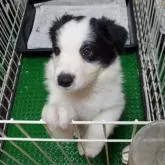 ボーダーコリー【岐阜県・女の子・2022年7月23日・ブラック&ホワイト】の写真1