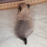 ポメチワ(ポメラニアン×チワワ)【岐阜県・女の子・2024年4月10日・フォーン】の写真4