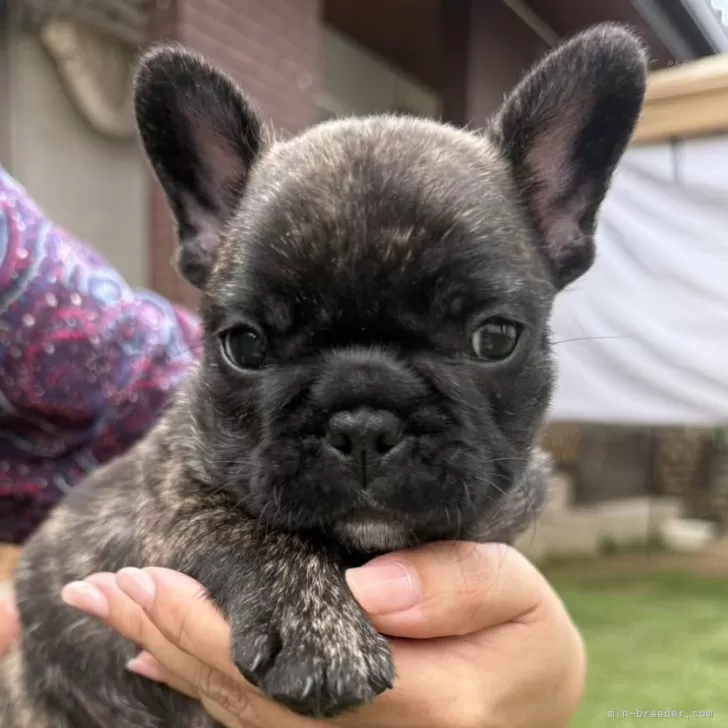 ID：2506-08248の子犬