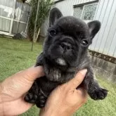 フレンチブルドッグ