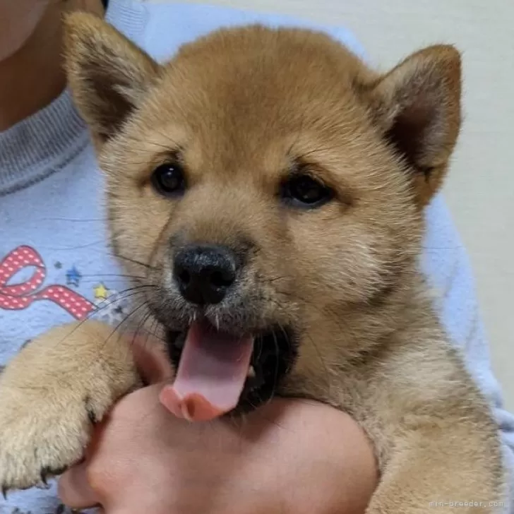 M.S 様のお迎えした子犬
