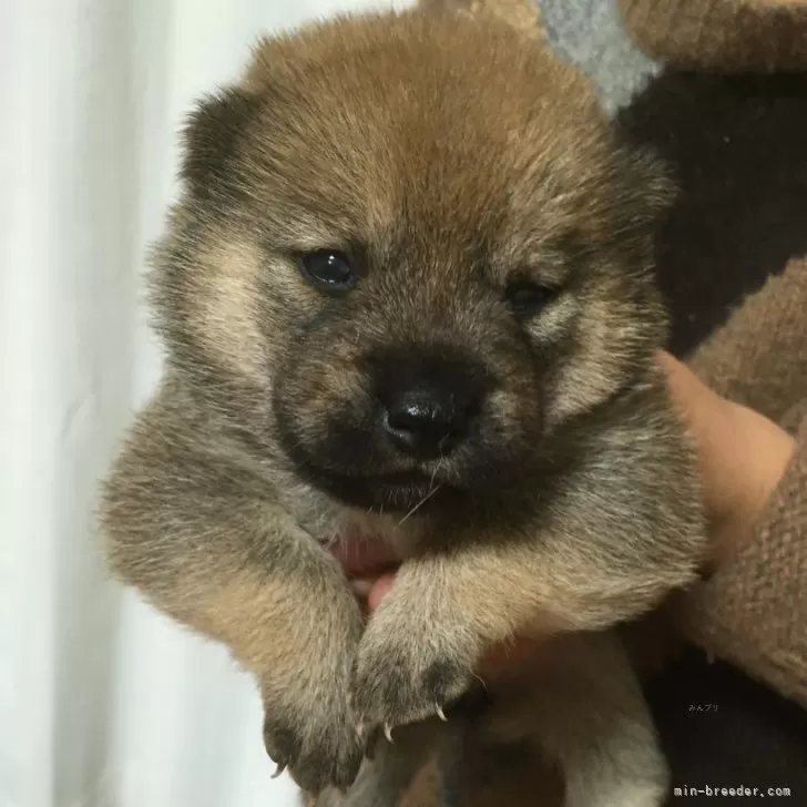 T.K 様のお迎えした子犬