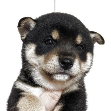 柴犬(豆柴)【奈良県・男の子・2025年10月2日・黒】の写真「おっとり、柔らかい毛並み」