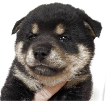 柴犬(豆柴)【奈良県・男の子・2025年10月2日・黒】の写真「おっとり、柔らかい毛並み」