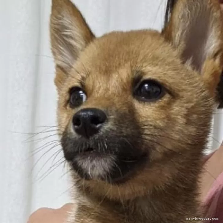 しばわんこ 様のお迎えした子犬