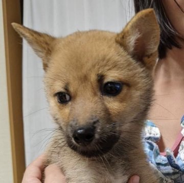 柴犬(豆柴)【奈良県・女の子・2024年5月12日・赤】の写真「おっとり可愛い😍」