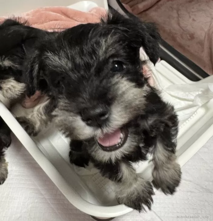 ID：2503-02251の子犬