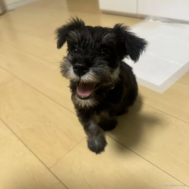 R.S 様のお迎えした子犬