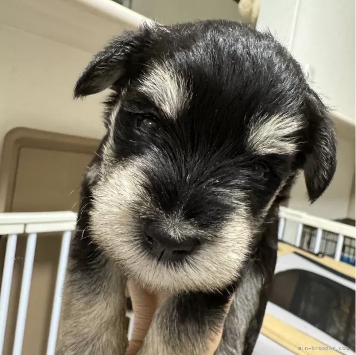 M.N 様のお迎えした子犬