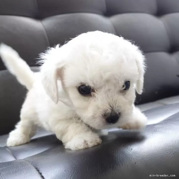 ID:2412-00397の子犬